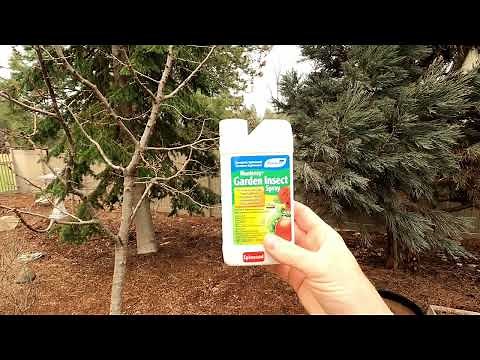 Organic Fruit Fly Control (On A Cherry Tree Using Spinosad)