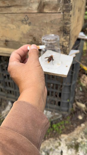 Bee Smokes #shorts #reelhoney #beekeeper #honeycomb #shortsfeed #AmaZing #naturalhoney #savethebees #honey #asmr #miel #healthyfood #nature #honeybee #beekeeping #maduasli #harvesting #natural #purehoney #beehive #sweethoney #reels #bees #bee #honeybees #organic #trending #madu #harvesthoney | Bez & Bezz