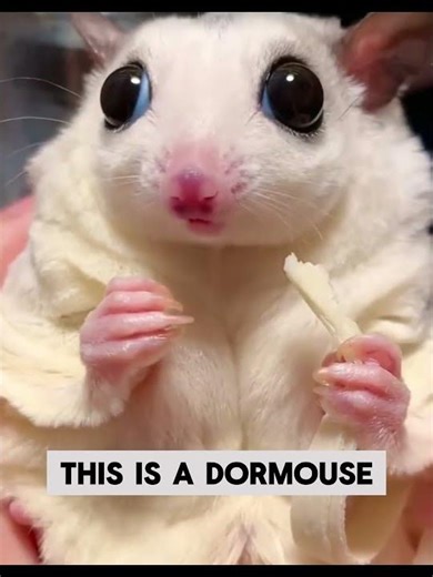 What Kind of Rat Is This? – Cute Rodent Quiz That’s Trickier Than You Think! 🐀🐿️