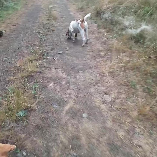 Beagle Exploring Scenic Dirt Path in Nature