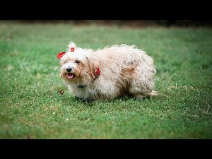 Havanese Puppy Potty Training: Tips and Techniques