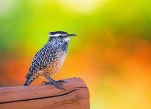 Cactus Wren
