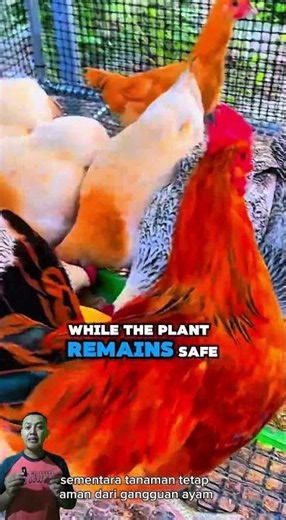 Smart ways to build a chicken coop #uniquefacts #shortsvideo #information #gardening