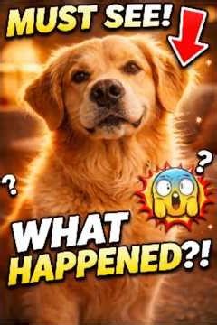 POV: Your Dog Is Smarter Than You Think 👀 #dogtalk #dogshorts #goldenretriever