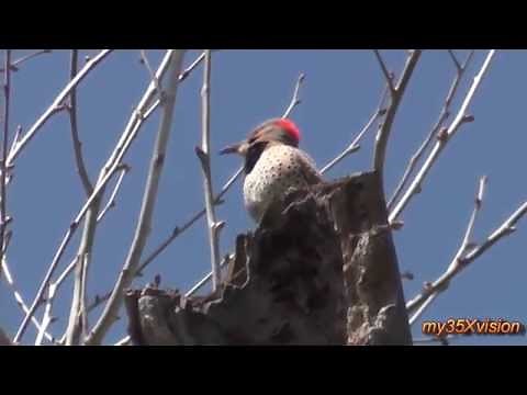 Northern Flicker Calling and Drumming ( in HD )