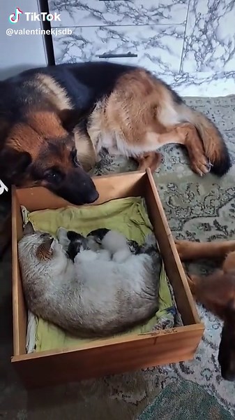 valentinekjsdb on TikTok