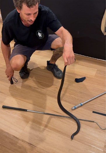 Red-Bellied Black Snake Found in Family Couch