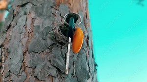 Keys on the tree. Keys to the apartment. Real estate keys. Acquisition. Loss.