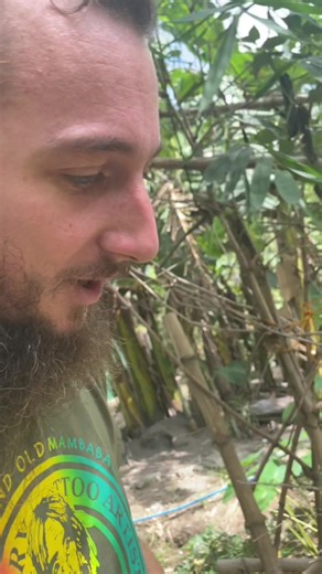 Discovering the Pitcher Plant: A Solution to World Hunger?