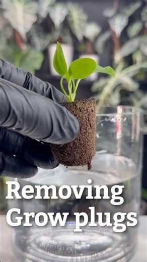 How to Remove a Grow Plug Safely
