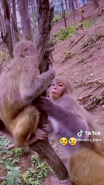 Adorable Monkey Faces: Fun and Cute Moments