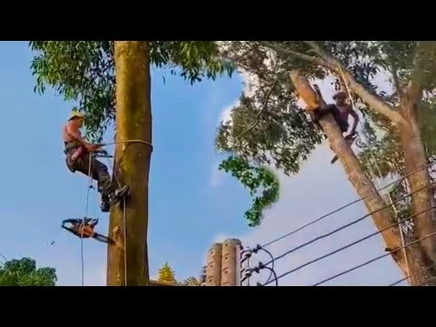 BAHAYA ADA KABEL‼️MEMANJAT DAN MENEBANG POHON DEKET KABEL LISTRIK TEGANGAN TINGGI