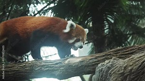 red panda, Ailurus fulgens, also called the lesser panda and the red cat-bear walking on a tree. Singapore zoo. Cute little bear. Wild animal in natural habitat. Singapore zoo. Wildlife mammal animals
