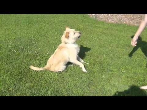 Hot Dog Song - They Might Be Giants