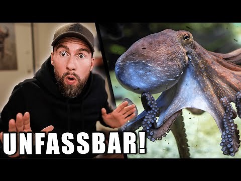 Die verrückte Biologie der Kraken...