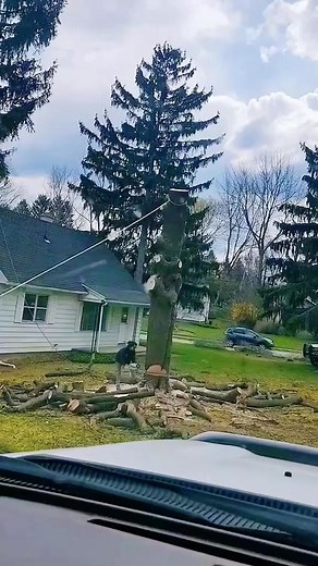 164K views · 1.4K reactions | Even old loggers make mistakes sometimes #tree #satisfying #giant #oddlysatisfying #fyp | Relax realmer | Facebook