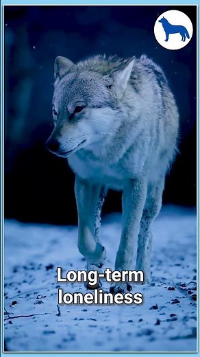 Being a lone wolf sucks! - Why Wolves Need the Pack | #animalshorts #wildlife