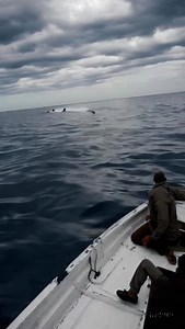 Fishermen Boat is Chased by Viral Sirens Pack. #viral #sea #boat #siren #panic | Nature.love