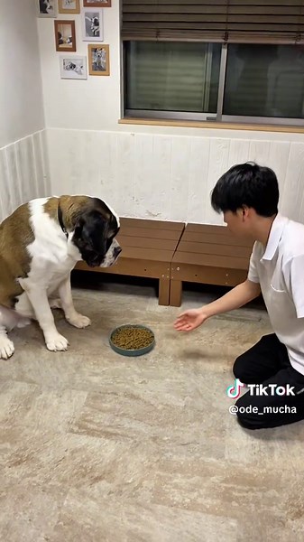セントバーナードがご飯を待つ時間のコツ