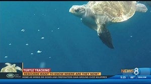 Turtle Tracking: Rescuers want to know where are they now?