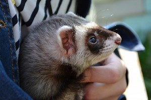 Ferret Won’t Play With Me - What to do?