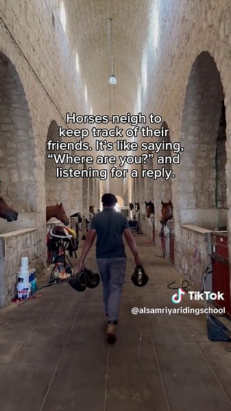 Understanding Your Horse's Neigh: Secrets Revealed