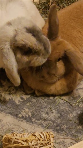 Rabbit, Hops, cleaning Sage