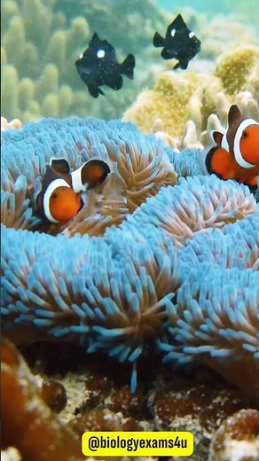 Best-known Example of Symbiosis | Sea anemone and Clownfish | Ecological interactions | Ecology
