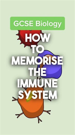 How white blood cells help to fight infection in the immune system #GCSE #Science #Biology #Revision