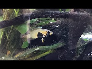 Apistogramma Panduro Dwarf Cichlids breeding behaviour