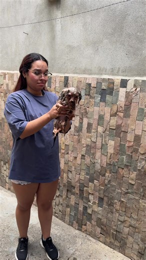 Solo bañito 🤭 #humor #viraltiktok #groomer #dog | Dog Bath