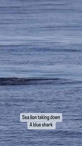 1.2M views · 3.3K reactions | Sharks have many predators however the most dangerous predator to sharks is… answer in the comments  | OCEAN DEFENDER - Hawaii | Facebook