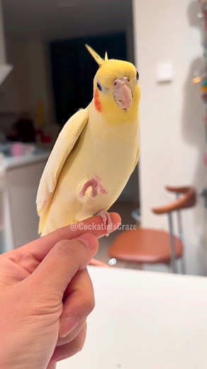 Exploring Tweety the Cockatiel's Charming Tweets