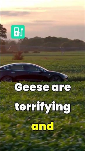 Chased by a goose while charging at midnight⚡️ | #Shorts