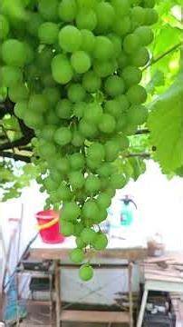 VITIS VIDOR: Video uva tropical NONNO GIOVANNI Pre-envero