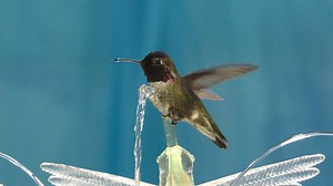 24K views · 627 reactions | "Water Dancer" enjoy full screen! see www.hummingbird.toys for information. If i can get 5000 subscribers on YouTube I am giving away one of my tabletop fountains. | Hummingbird Playground Fountain | Facebook