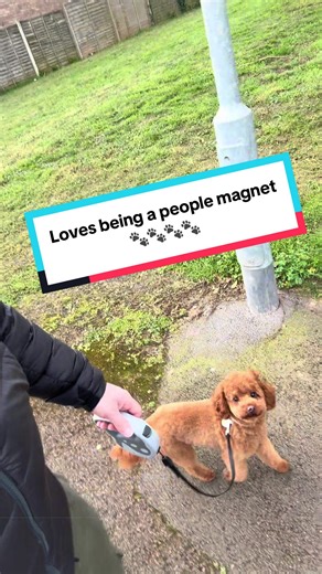 Is it just me people 😂😂🐶🐾 #dogwalking #cockapoo #doglover #dogwalkerlife #trendin