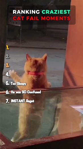 RANKING THE MOST HILARIOUS CAT MOMENTS #CatFails #Shorts