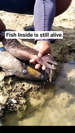 Lucky Fish is still alive After Swallowed By EeL