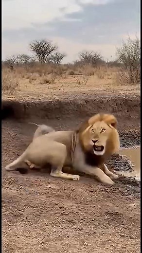 10K views · 194 reactions | My Wildlife In 20 Seconds. Lion vs warthogs. After half an hour of trying to hunt down a warthog. The worst happened. Follow for more. Watch this #reelsvideos | Gilbert Banda | Facebook