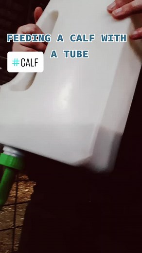 #drchirovet #calf #feed #tube #farm #colostrum #milk #leche #supervetman #romania #fsrm #animals #animal #vaca #veterinarian #vetlife