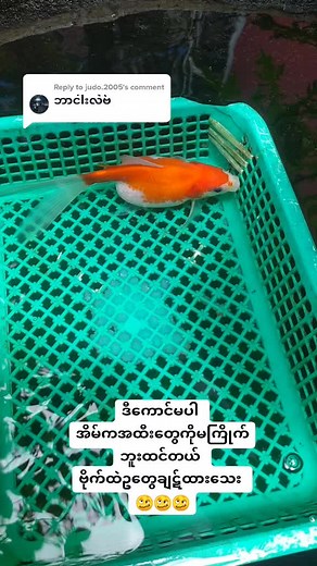 Replying to @judo.2005 #comet #goldfish #female #pregnant 🤰