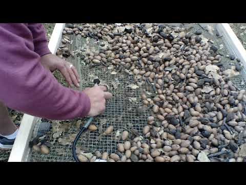 We made a table to separate pecans and nuts, Family Time