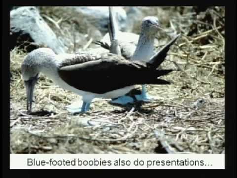 Darwin's Legacy | Lecture 1