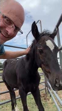 Video from the vet visit the other day with the rescue foals