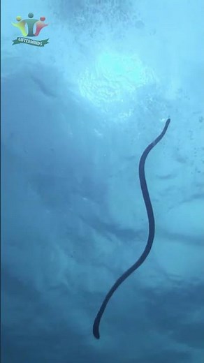 Are Sea Snakes REALLY as Venomous as Everyone Thinks? #shorts #facts #animals