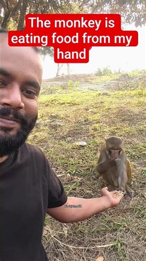 The monkey is eating food from my hand 🐒 #trending #funny #monkey #like #viral