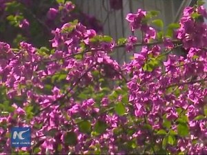 37K views · 1.8K reactions | A triangle plum tree in the southwestern Chinese city of Nanning has crept up a 30-meter building, making a spectacle that is drawing crowds. | China Xinhua News | Facebook