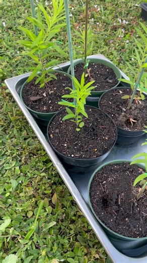 Butterfly Weed Method? @MyGardenDonkey