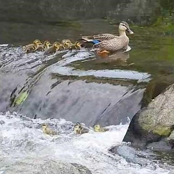 Ducklings Above and Below… What Would Mom Do?
